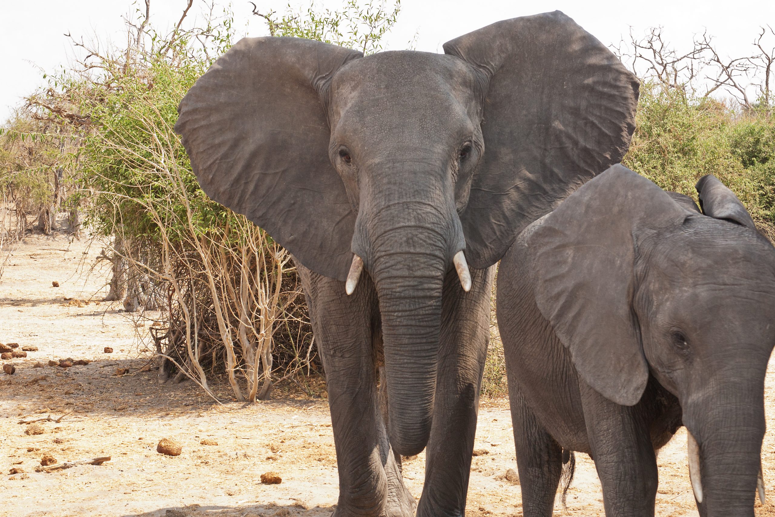 olifant, de ongekroonde koning der dieren - Wereldpaden